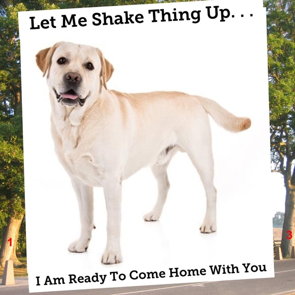 🚫SOLD OUT 10/10/20 - Picture 2 of 7